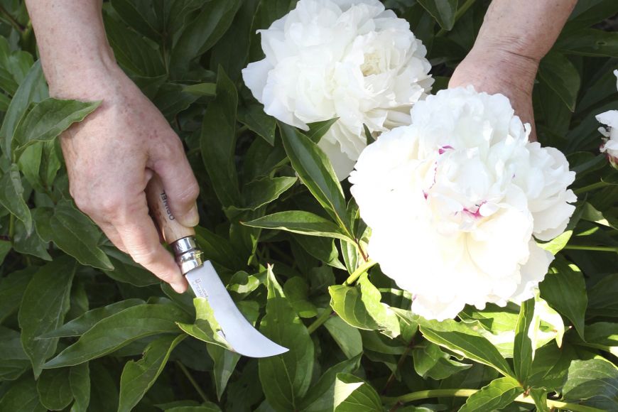 Grafting Pruning Tool