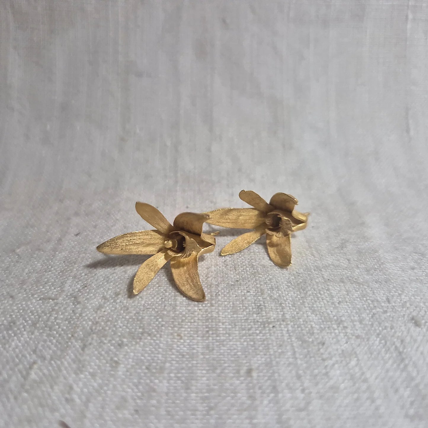 Sydney Rock Orchid . Gold
