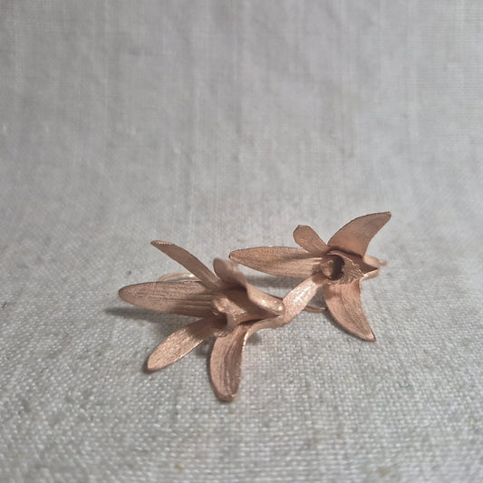 Sydney Rock Orchid . Pink Gold