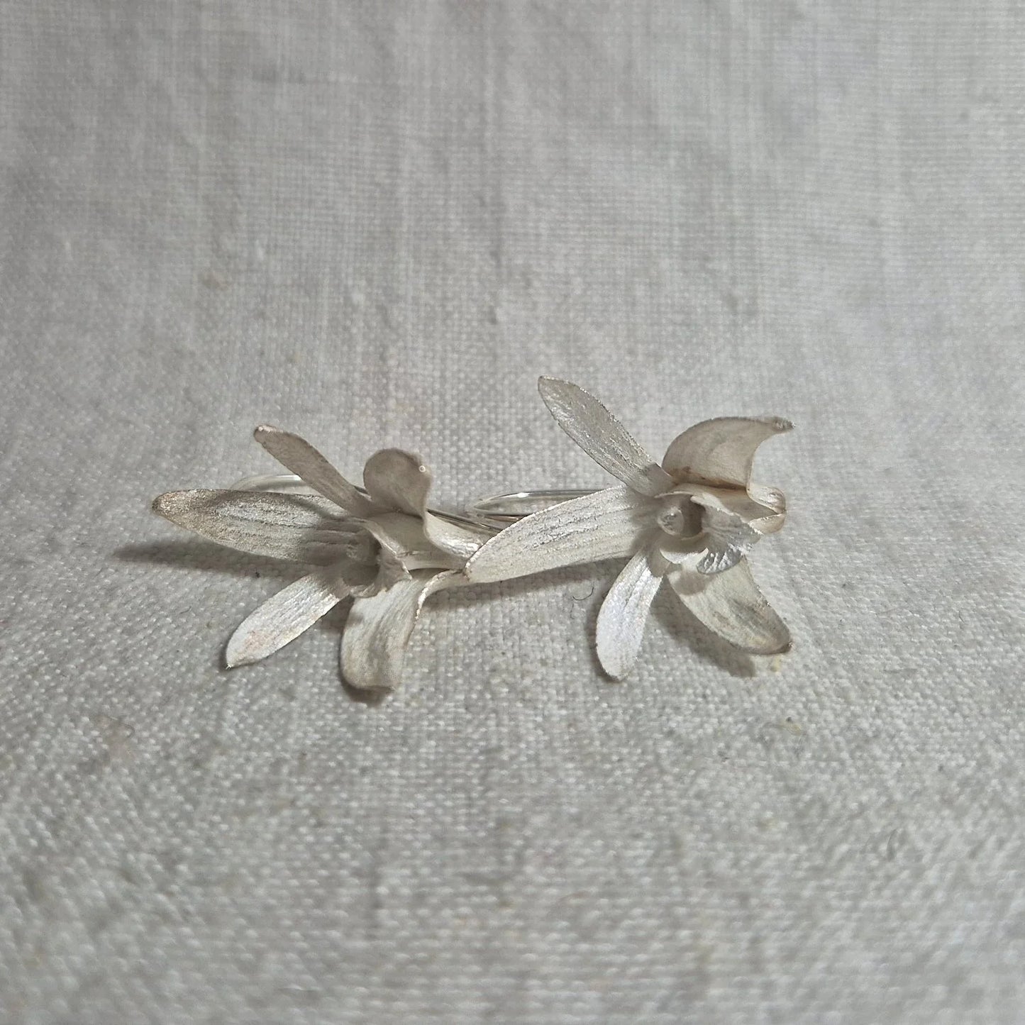 Sydney Rock Orchid . Silver