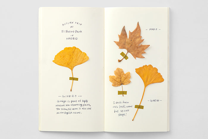 025 Traveler's Notebook MD Cream Paper Notebook . Regular size