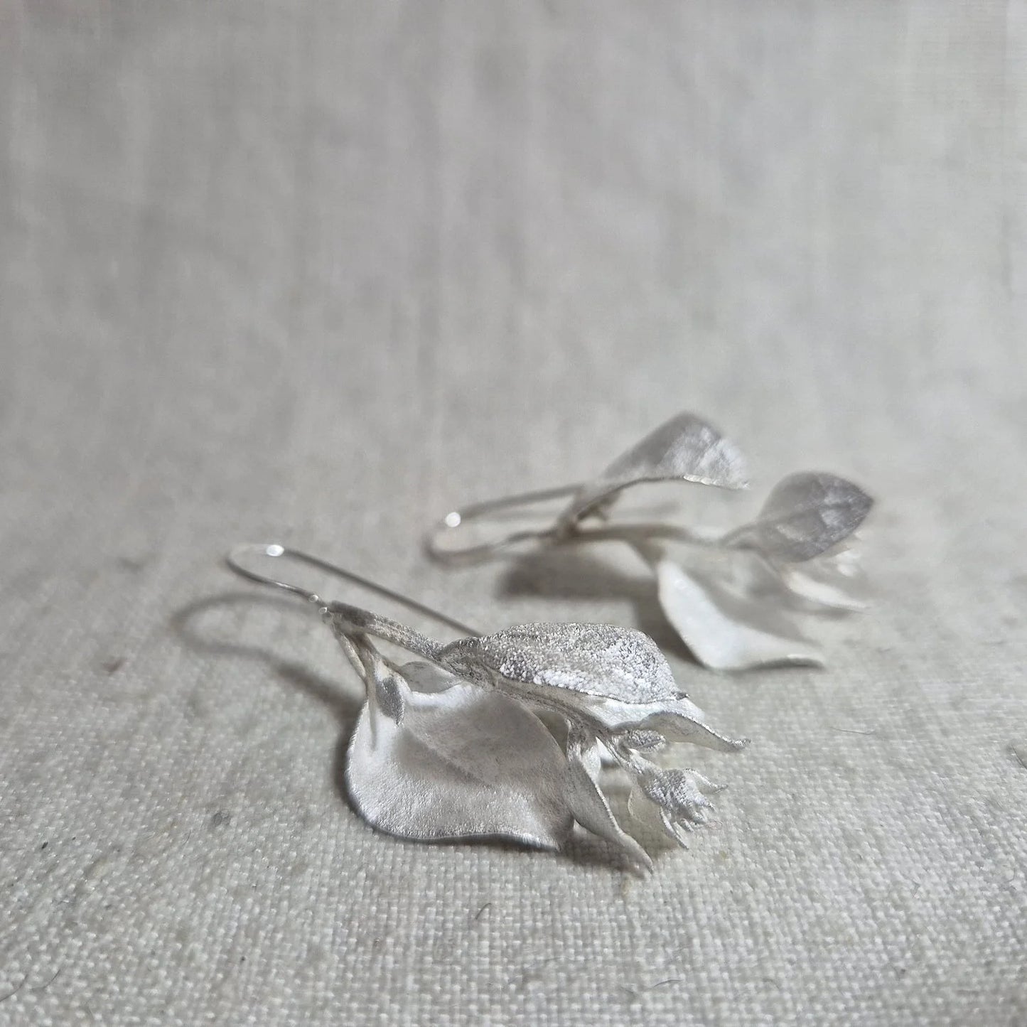 Saltbush . Silver