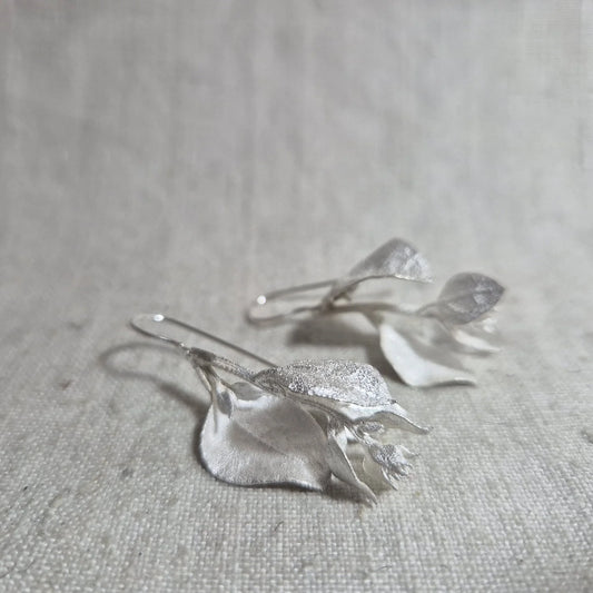 Saltbush . Silver
